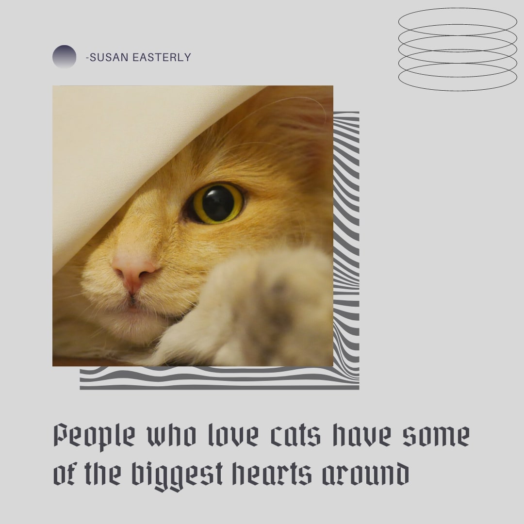 Cats love quote
