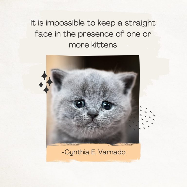 Kittens Quote