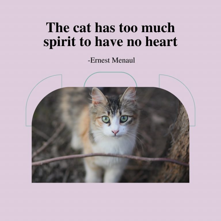 Loving Cat Quote
