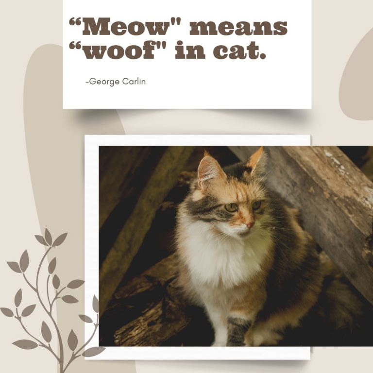 Meow Quote