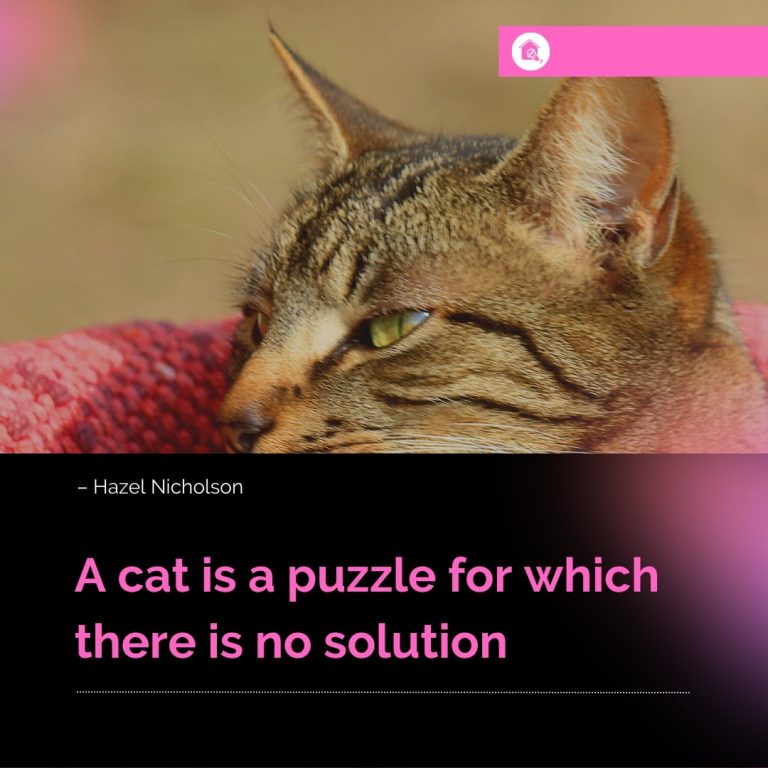 Quote about Cat