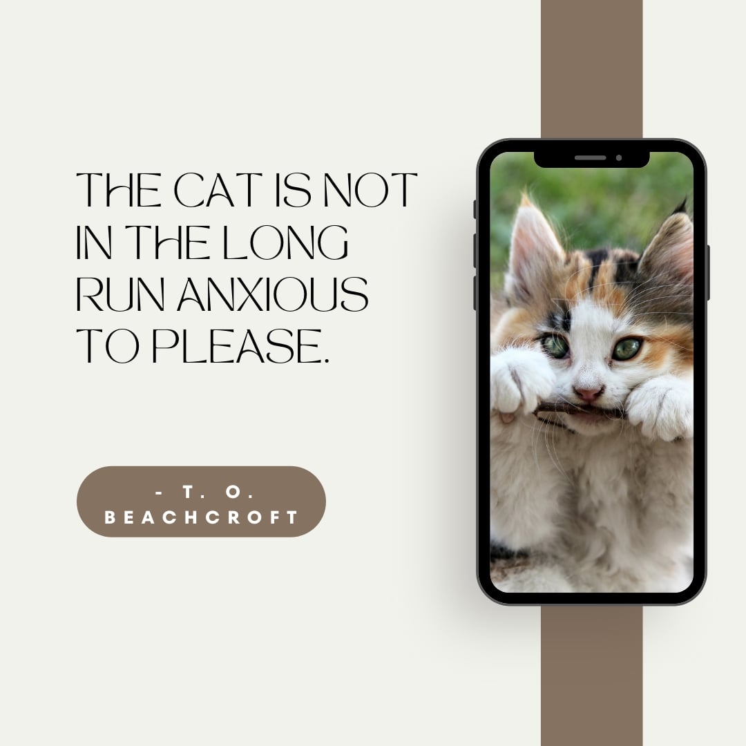 Cat Cute Quote