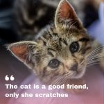 Cat Lover Quote