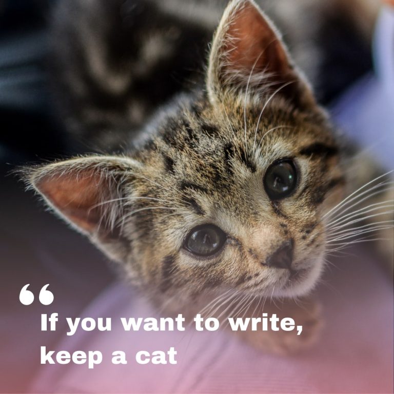 Cat Motivational Quote