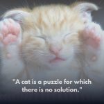 Cat Puzzle Quote