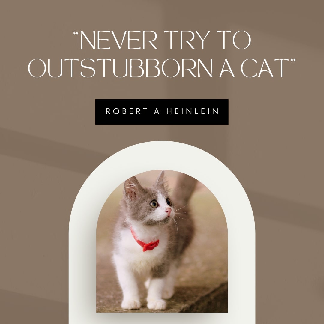 Cat Stubborn Quote