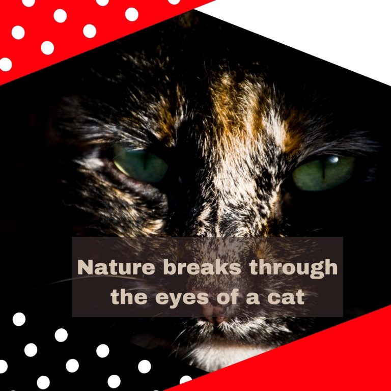 Cat eyes Quote