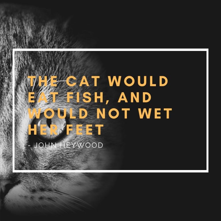 Cat funny Quote