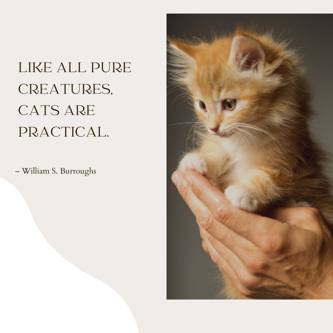 Cats Beautiful Quote