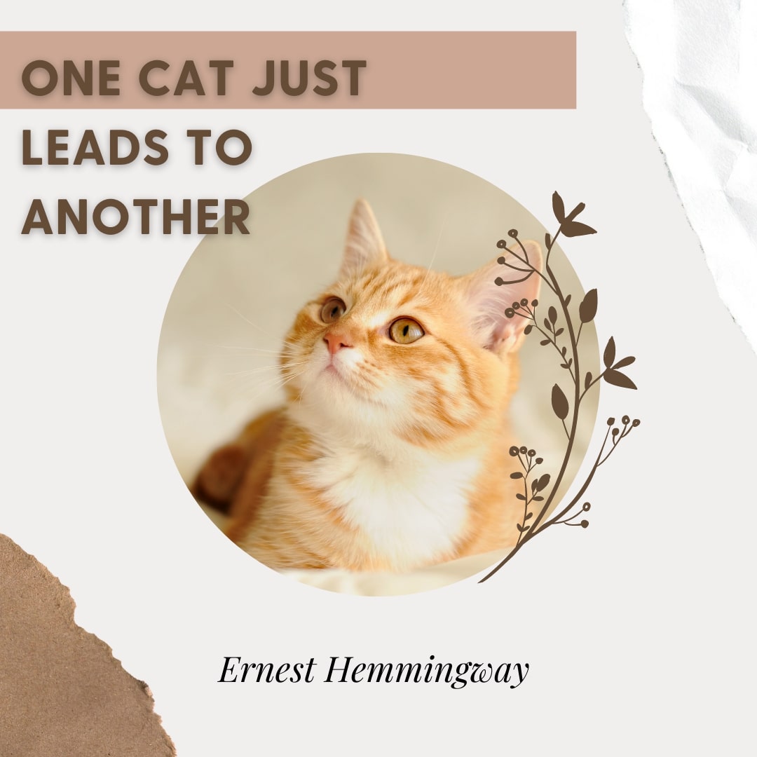 Cats Beautiful Quotes