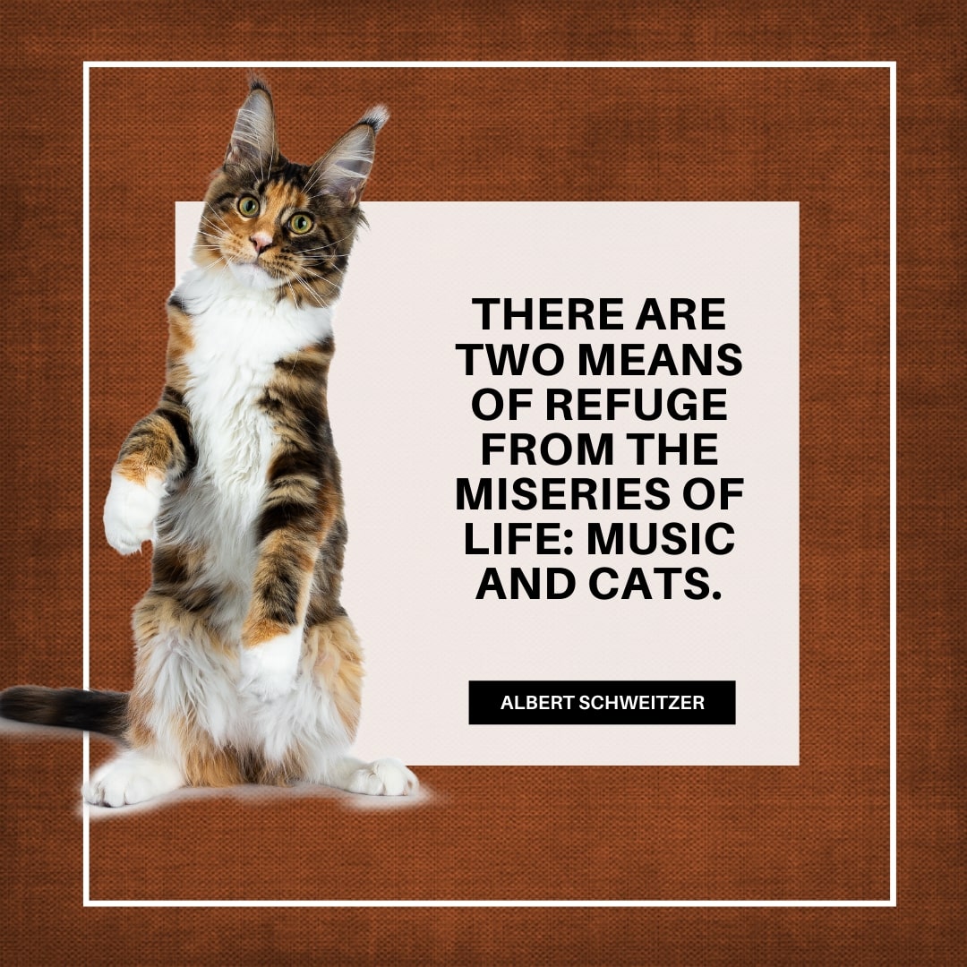 Cats Loving Quote