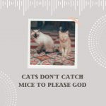 Cats Mice Quote