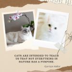 Cats Quotes