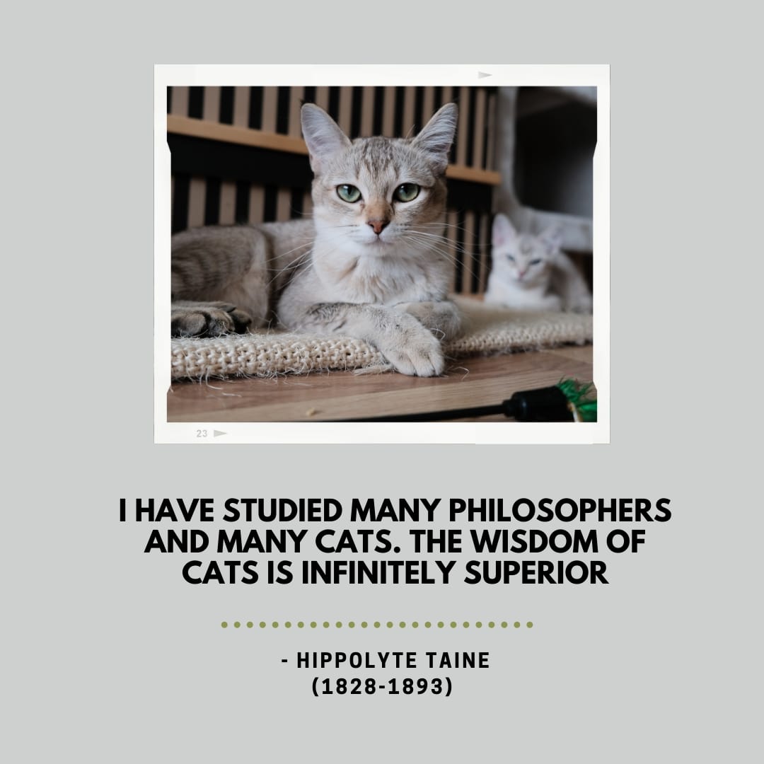 Cats Wisdom Quote