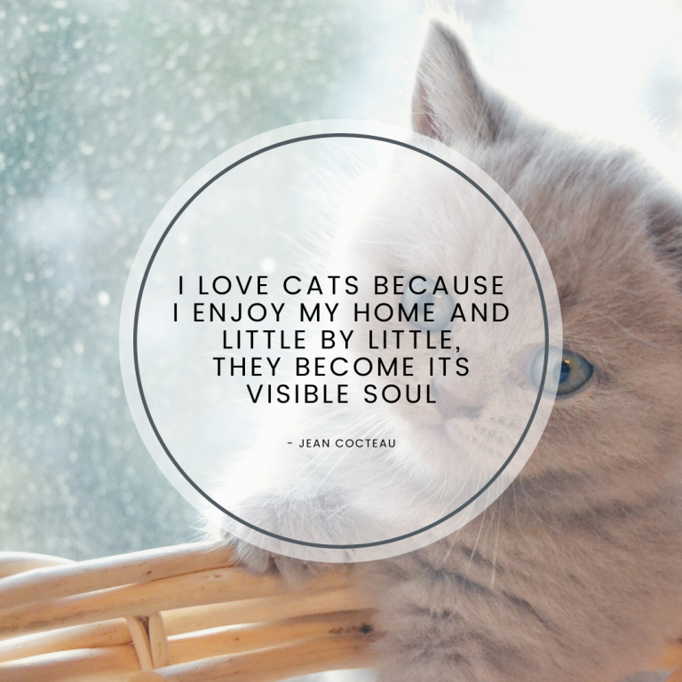 Cats loving Quote