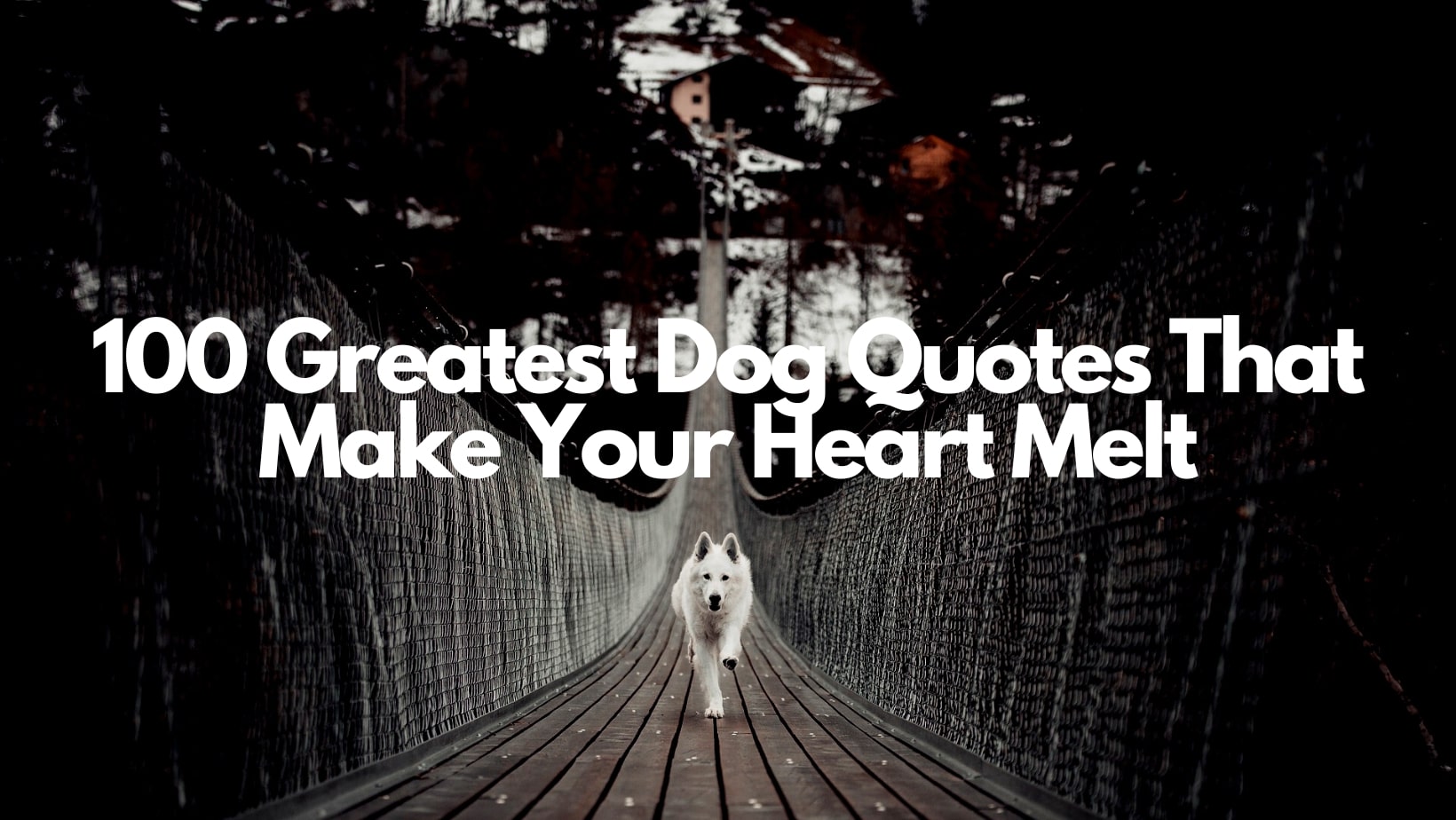 Dog quote feature image
