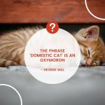 Domestic Cat Quote