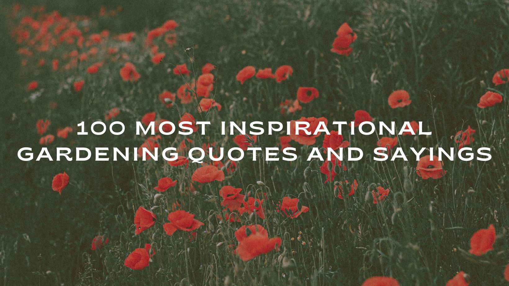 Gardening quotes blog feature image