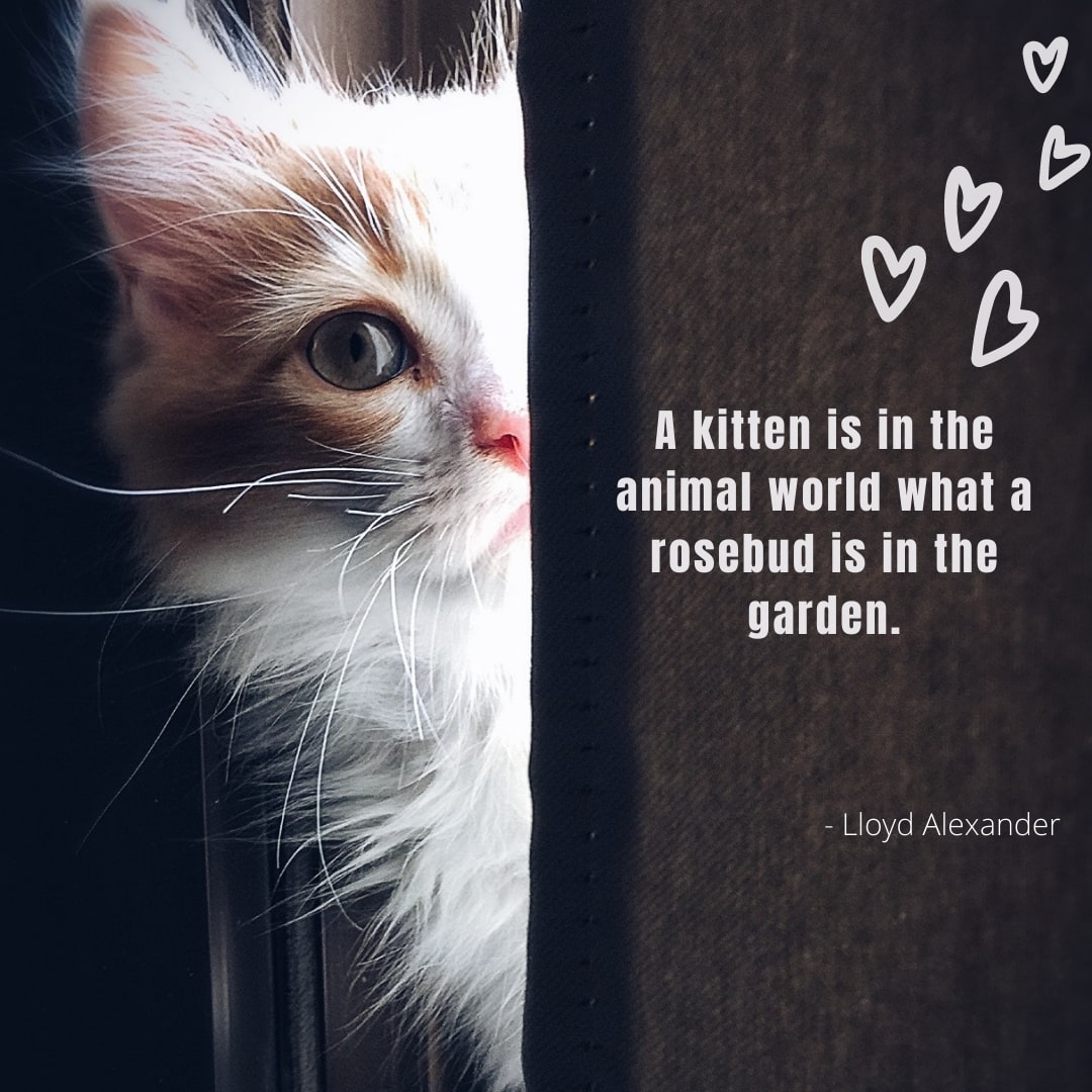 Kitten Quote