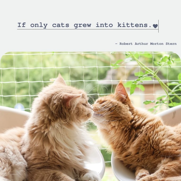 Kittens Quote