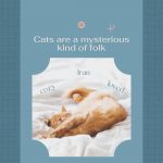 Mysterious Cat Quote
