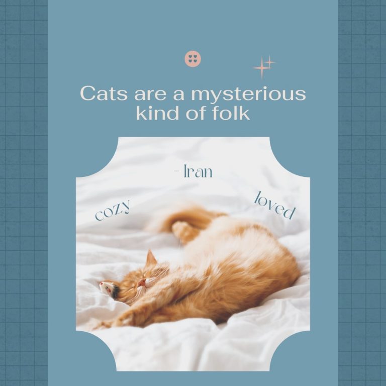 Mysterious Cat Quote