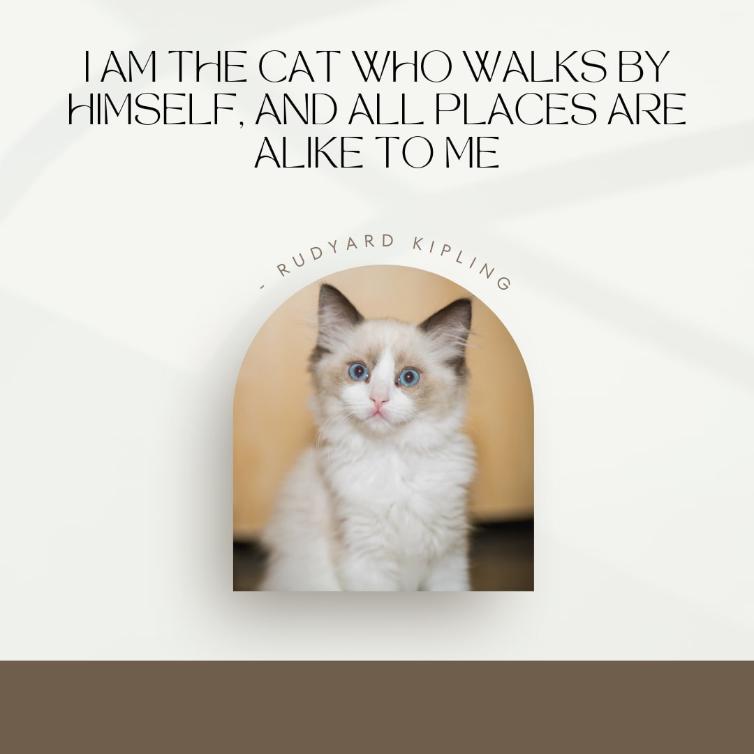 Quote about Cat