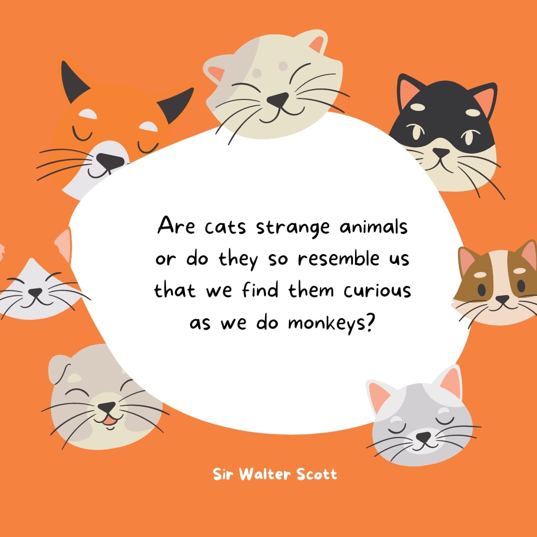 Quotes about Cats