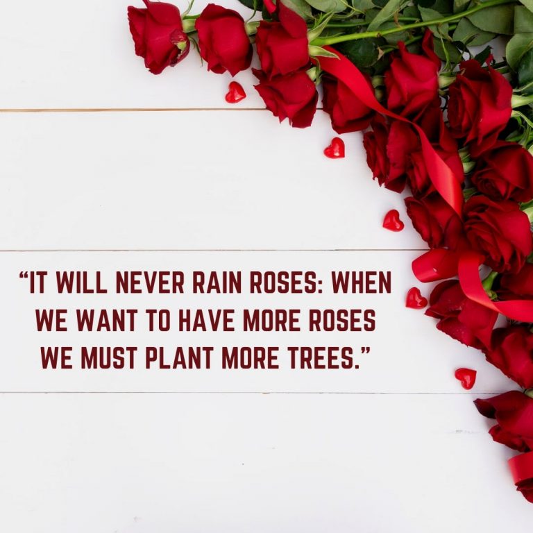 Roses Quote