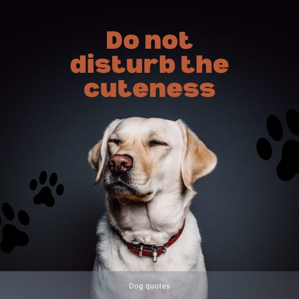 Happy Dog Quote
