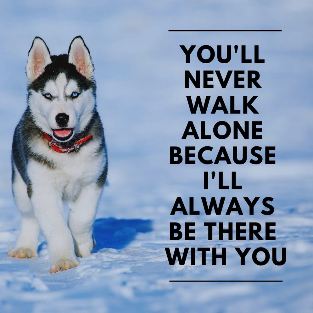 Soulmate Dog Quote