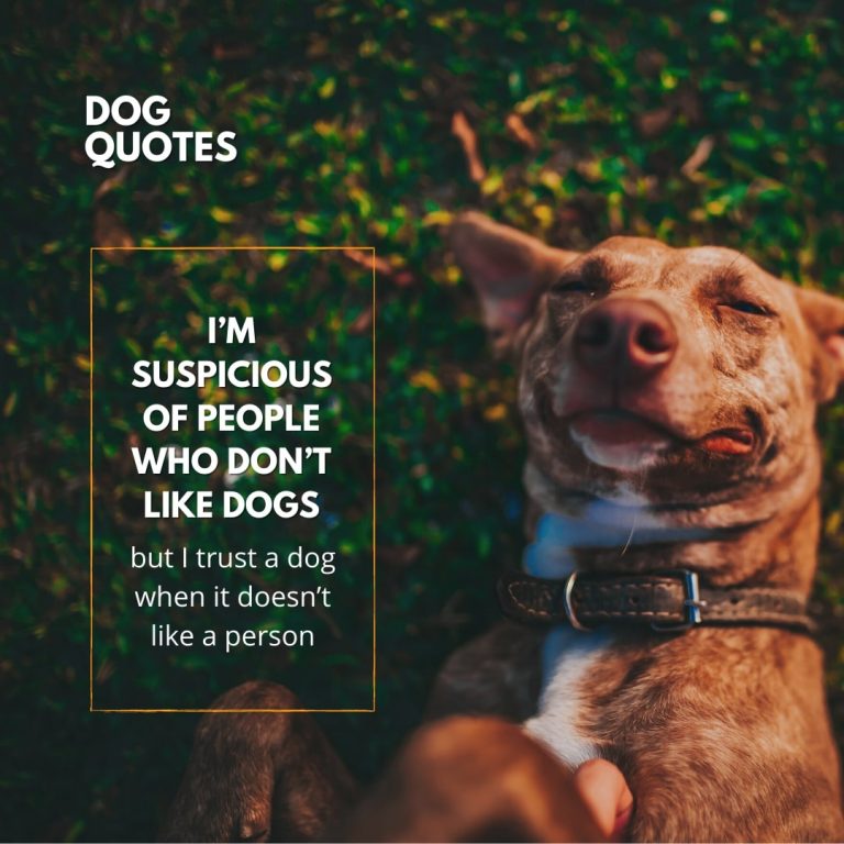 Chary Dog Quote