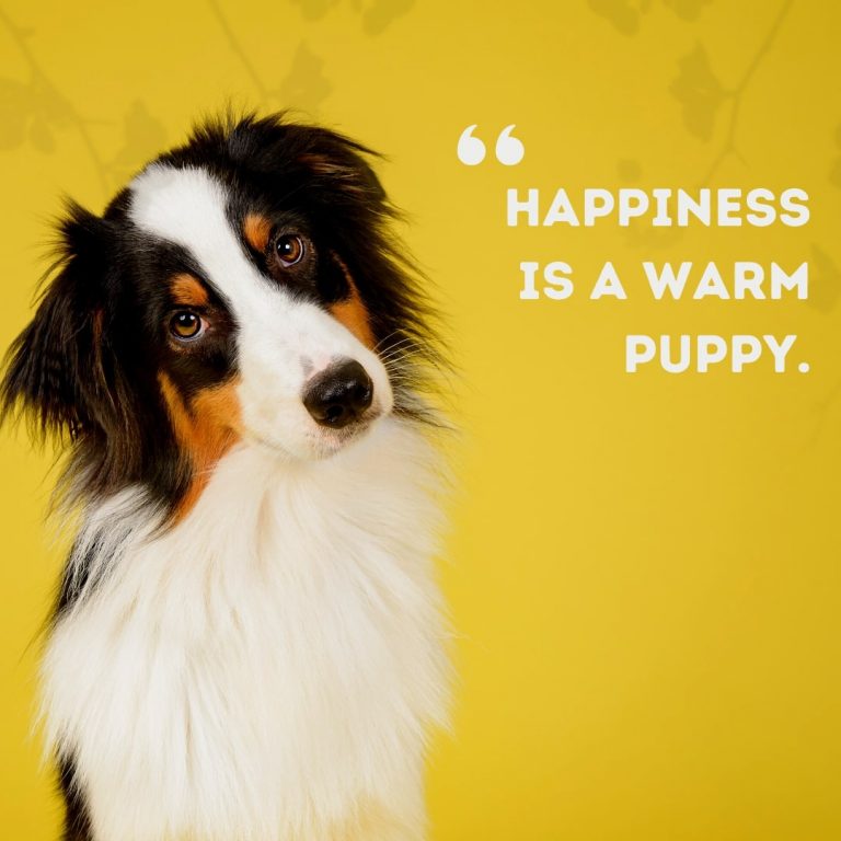 Comfy Dog Quote