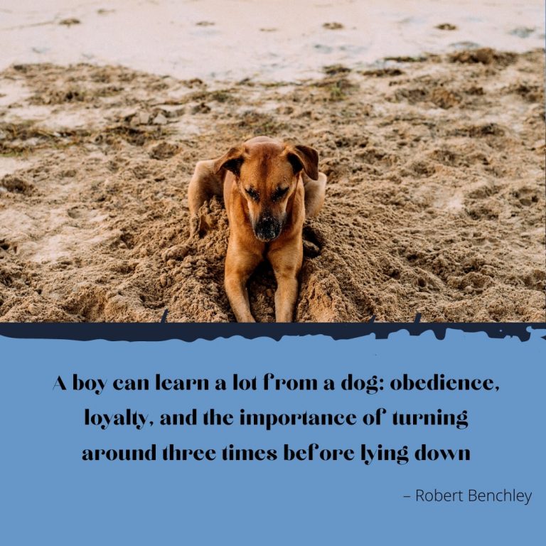 Grooming Dog Quote