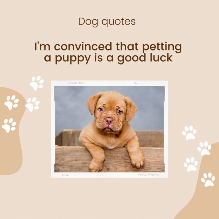 Halloo Dog Quote