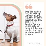Heroic Dog Quote