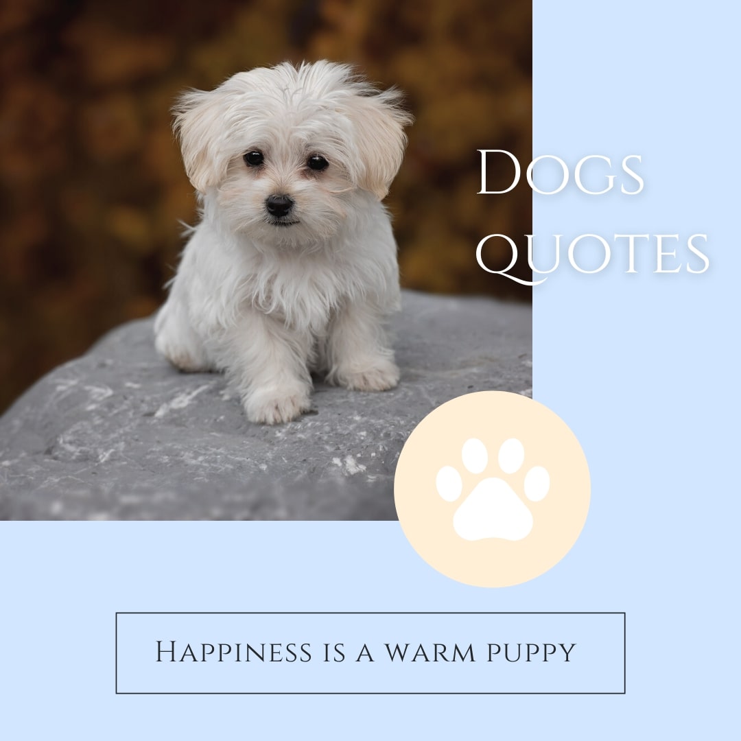 Homely Dog Quote