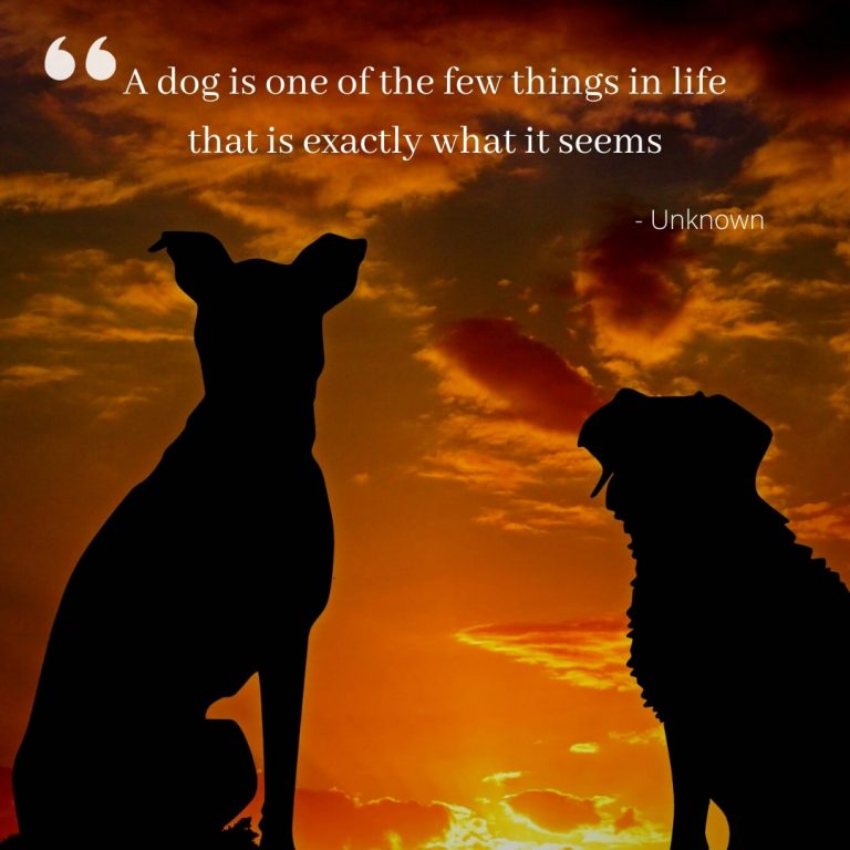 Jolly Pupper Dog Quote