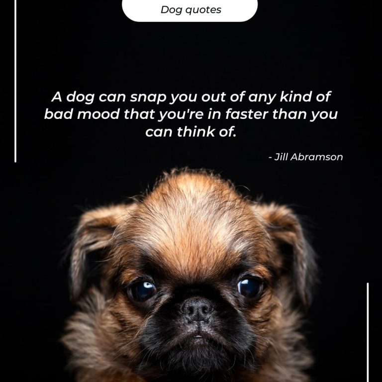 Lavish Dog Quote