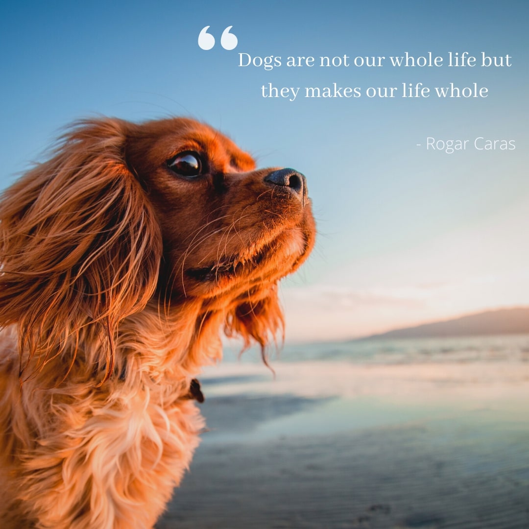 Matey Pup Dog Quote