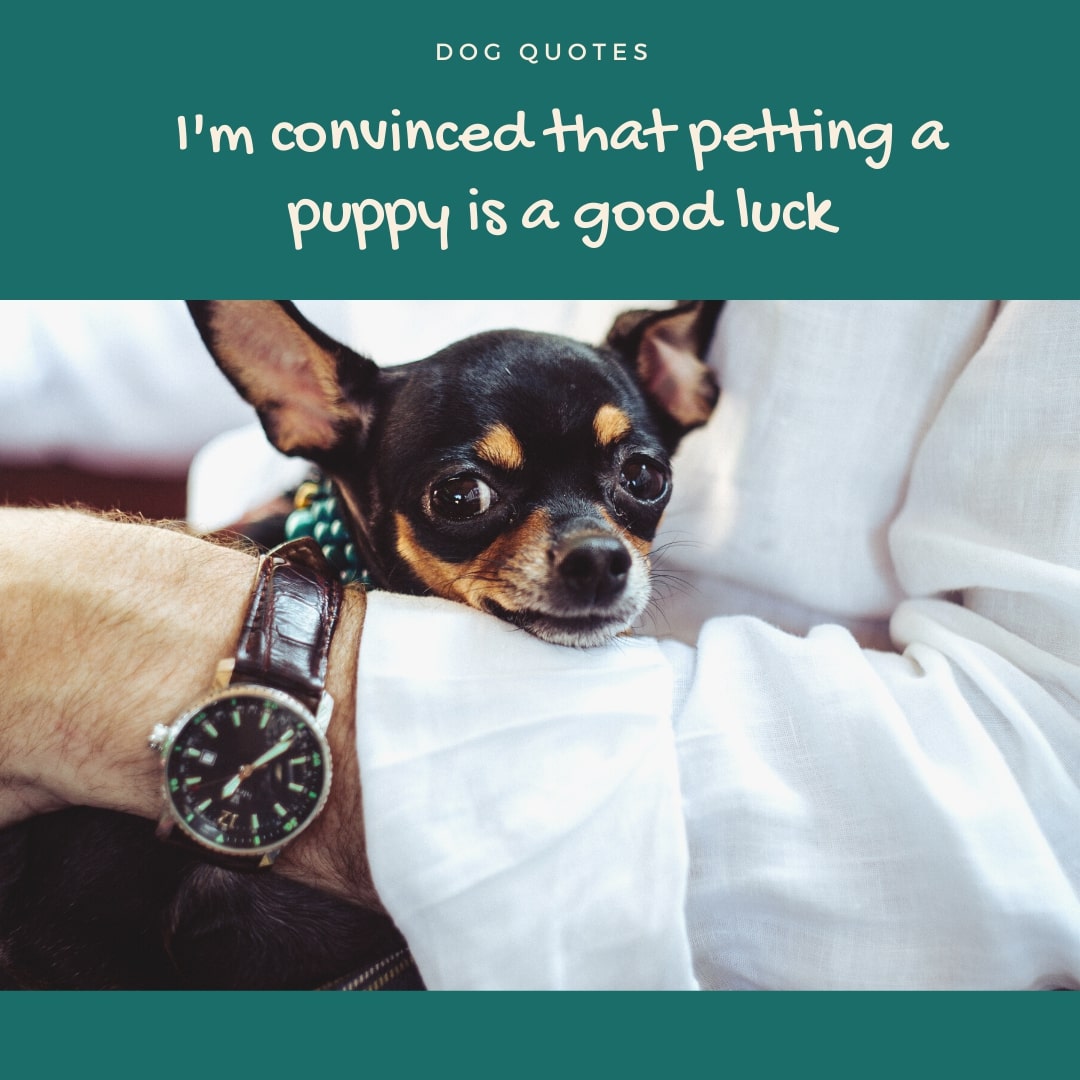 Petting Dog Quote