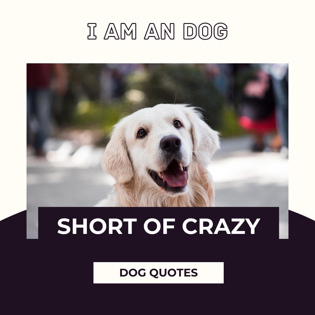 Potty Dog Quote