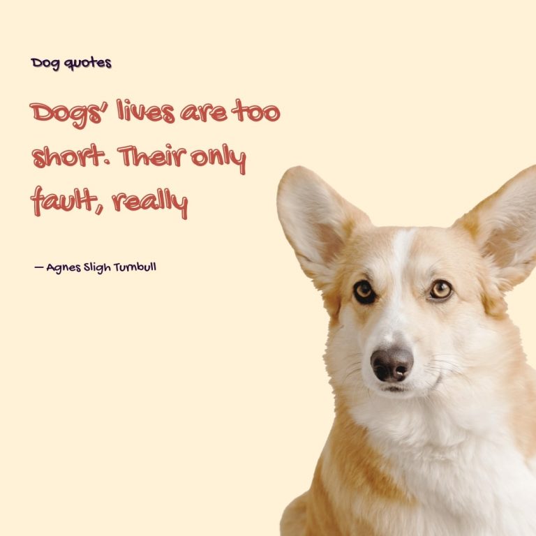 Pug Dog Quote