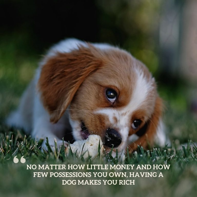 Quite Dog Quote