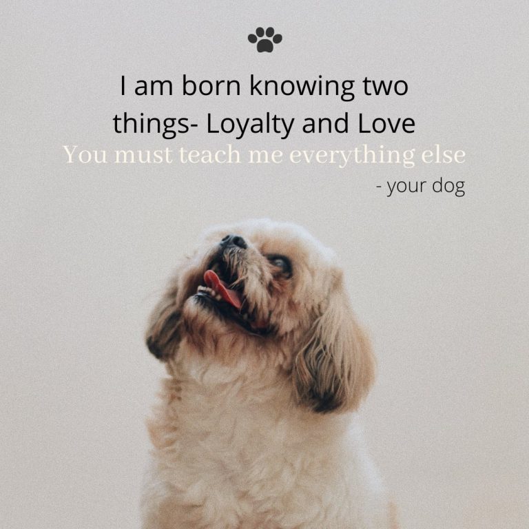Reliable Dog Quote