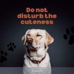 Sweet Dog Quote