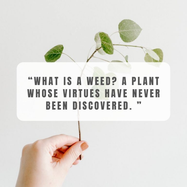 Weed Quote
