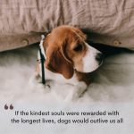 kindest Souls Dog Quote